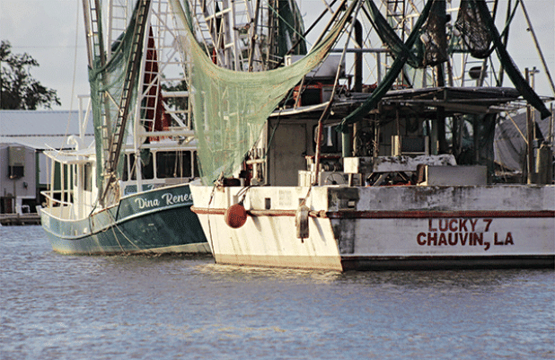 Shrimp boats stay docked in Bayou Dulac, Louisiana, on Nov. 4, 2024. (Photo bu Wes Muller/Louisiana Illuminator)