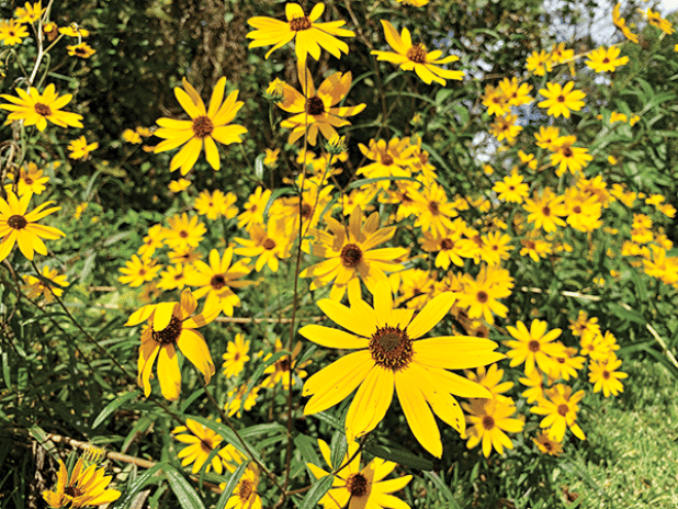 Gardening trends include planting to save the planet. Gardeners can plant fast-growing native trees, native grasses and herbaceous perennials. (Photo by Anna Ribbeck/LSU AgCenter)
