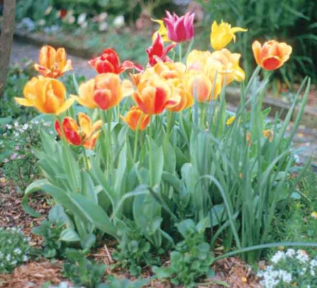 By Heather Kirk-Ballard  LSU AgCenter horticulturist  Both nature and gardening are full of surprises. Have you ever seen a flowering shrub that has two completely different flower colors on the same plant? Or have you noticed that a portion of your plants’ variegated leaves are now solid green or a different shape all together? Strange changes in plants can be rationally explained if we dig a little deeper.  Some of these surprises stem from the way plants were bred and produced. Plant breeding has been pr