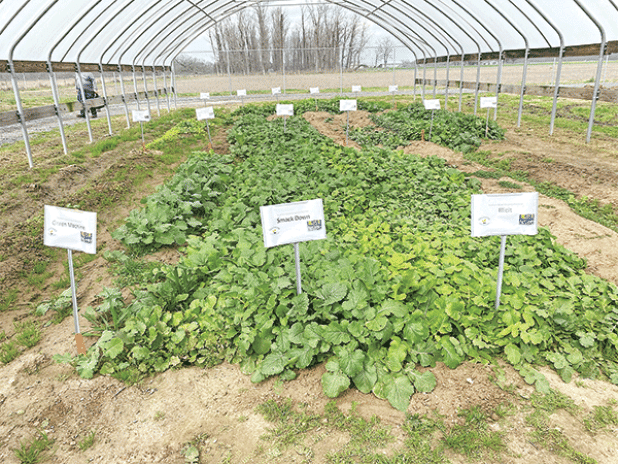 Cover crops are used to renew soil health by adding organic matter back to the soil to improve the overall soil structure. (Photos by Heather Kirk-Ballard/LSU AgCenter)