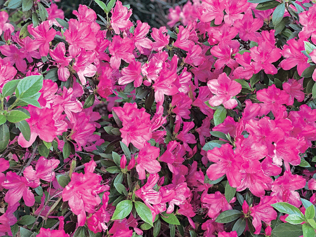 Brightly colored flowers are a gorgeous sight in the landscape. (Photo by Heather Kirk-Ballard/LSU AgCenter)