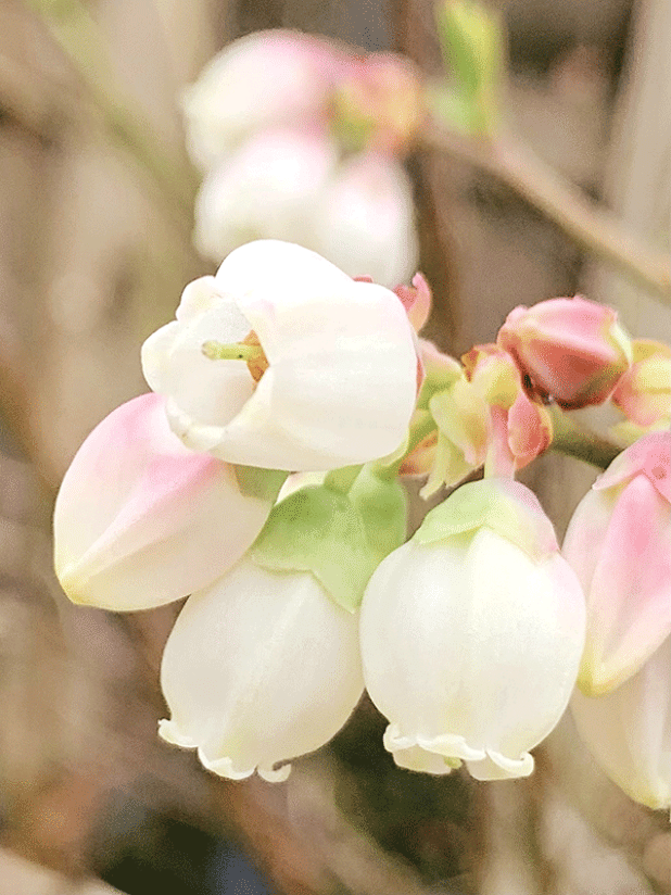 Rabbiteye blueberry is ideal for Louisiana landscapes, valued for both its fruit and ornamental qualities. (LSU AgCenter file photo) 