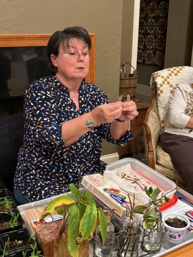 Mona Redlich shows vitex seeds that have sprouted in her recycled container. (Photos by Celeste Gomez)