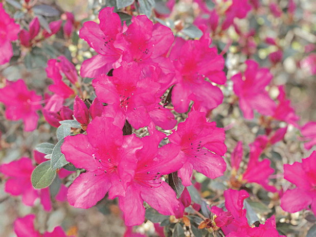 Evergreen azaleas are an iconic flowering shrub in the southeastern United States. (Photos by Heather Kirk-Ballard/LSU AgCenter)