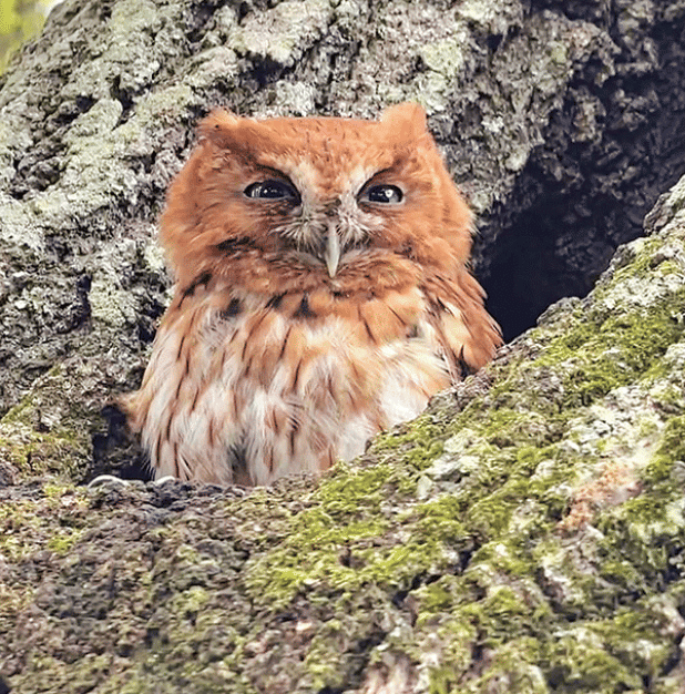 A baby owl, trapped inside a column that supports a back patio roof at Lyle and Megan Guidry’s home in Iota, is shown above after being freed. Guidry rescued the owl by jacking up the roof and placing some temporary posts to support the roof. Then he removed the column. After the owl was rescued, it was placed in a hole inside a live oak tree in their backyard.  (Submitted photos)