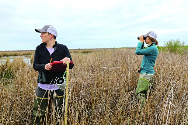Leah Moran and Aylett Lipford, graduate students in the LSU School of Renewable Natural Resources, tag a purple gallinule with a GPS tracker to monitor its movement. Photo provided by Aylett Lipford. 