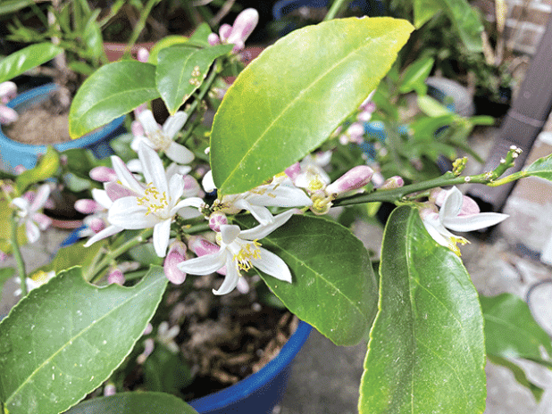 Citrus plants offer a crisp, refreshing top note, injecting a burst of energy into scents. (Photos by Heather Kirk-Ballard/LSU AgCenter)