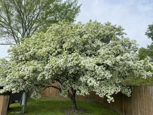 Both Chinese and American fringe trees are stunning in the landscape and are great small-to-medium-sized trees that fit well in urban settings. (Photo by Heather Kirk-Ballard/LSU AgCenter)