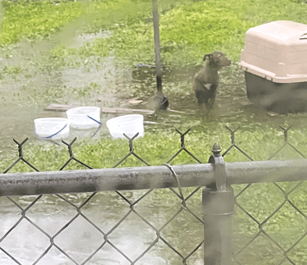Eunice puppy shown in water. (Louisiana Human Society photo)