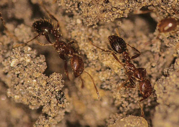 Fire ants can bite and sting. Venom causes the stinging pain. (Photo by Claudia Hussender/LSU AgCenter)