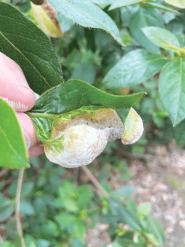The white powdery substance contains the spores that infect next year’s plants if left on the ground. Be sure to rake up and remove all infected leaves and dispose of them in trash bags in the trash. (Photo by Hampton Grunewald/LSU AgCenter) 