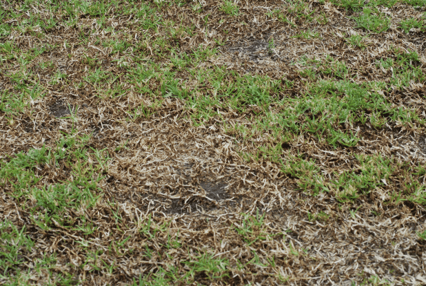 Take-all patch can cause large, irregularly shaped areas of turf to die and patches of bare ground to appear. Photo by Raj Singh/LSU AgCenter 
