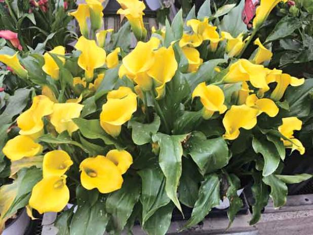 Although commonly called a lily, callas are not a true lily. (Photo by Heather Kirk-Ballard/LSU AgCenter)