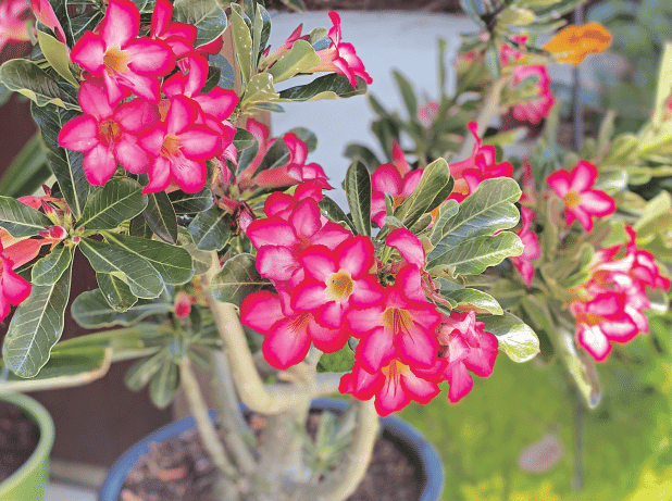Honor your mother by planting something in the garden that reminds you of her. These are desert roses. (Photos by Heather Kirk-Ballard/LSU AgCenter)