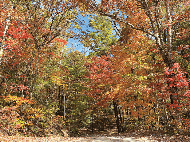 Trees help absorb water during heavy rain events and help reduce flooding.