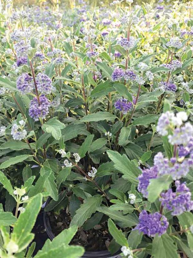 Beyond Midnight bluebeard has dark, glossy foliage and deep blue flowers. (Photo provided by Elena Fennell) 