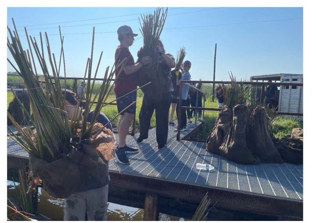 On May 1, Eunice High FFA was one of three schools to participate in a coastal erosion revegetation service project.  FFA members unloaded 7,000 plants off a trailer and onto three boats to bring to the open waters of the Vermillion Bay. 