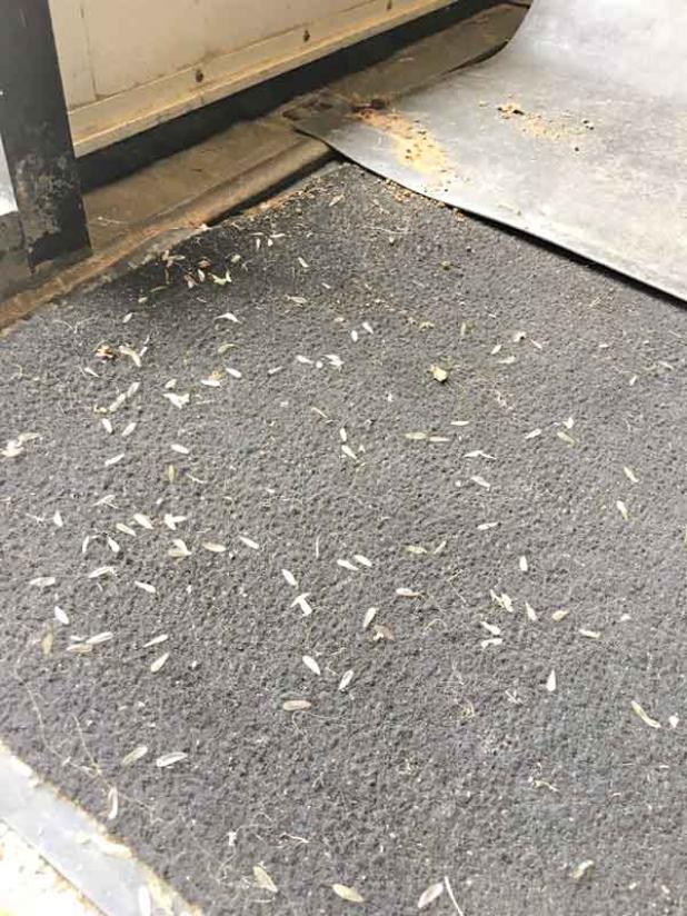 Wings dropped by swarming termites. (Photo by Qian “Karen” Sun/LSU AgCenter)