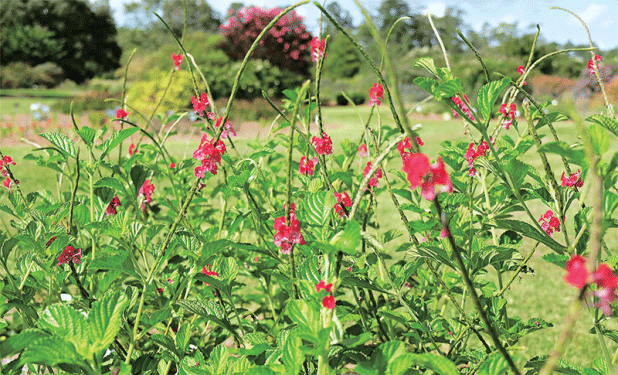 Porterweed is a great nectar source for pollinators. (Photo by Ashley Hickman/ LSU AgCenter)