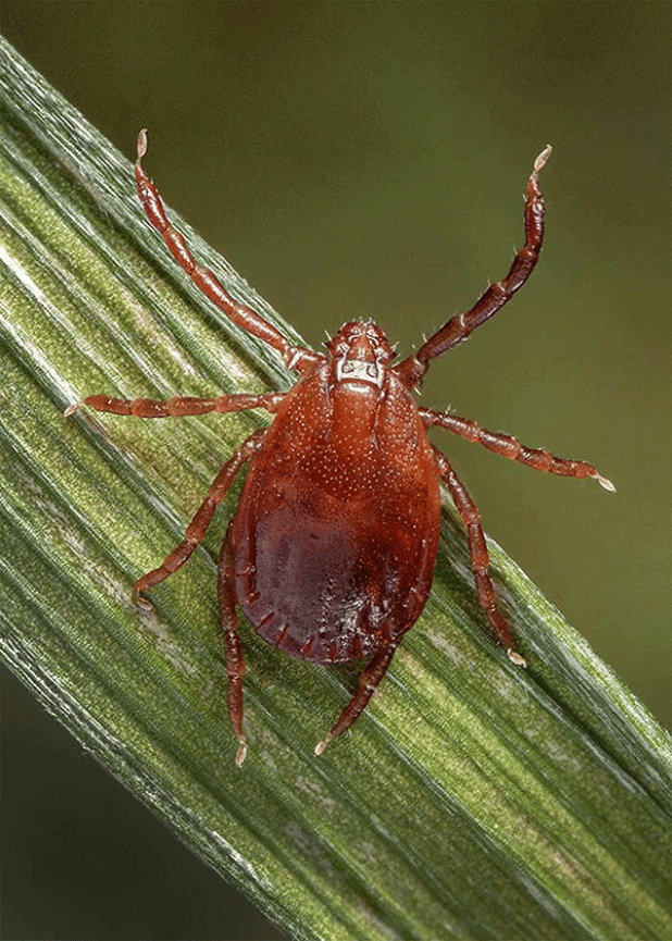 While the Asian longhorned tick has yet to be sighted in Louisiana, LSU AgCenter entomologist Kristen Healy would like the public to remain vigilant in keeping an eye out for this and other species. To better understand where certain species live, Healy and her team have developed the website geaux-ticks.org, where people can send in photos or specimens of ticks they may encounter. 