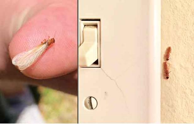 Termites