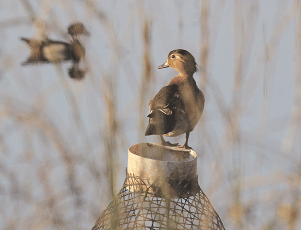 A duck uses a crawfish trap as a perch east of Eunice off West Maple Avenue on Friday morning. The crawfish season may be about over, but the ducks seemed to be enjoying the pond. (Photo by Harlan Kirgan)