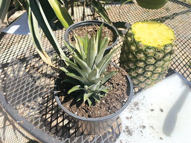 Place the crown of the pineapple about an inch down in well-drained potting soil and place it in a sunny area. (Photos by Heather Kirk-Ballard/LSU AgCenter) 