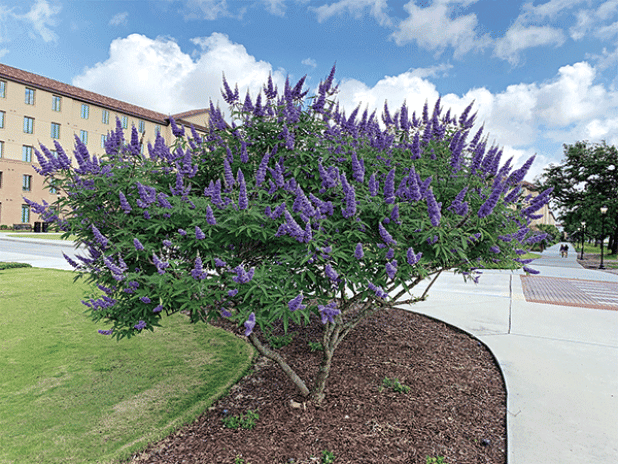 Chaste trees make a great accent planting for the landscape. (Photo by Anna Ribbeck/LSU AgCenter)