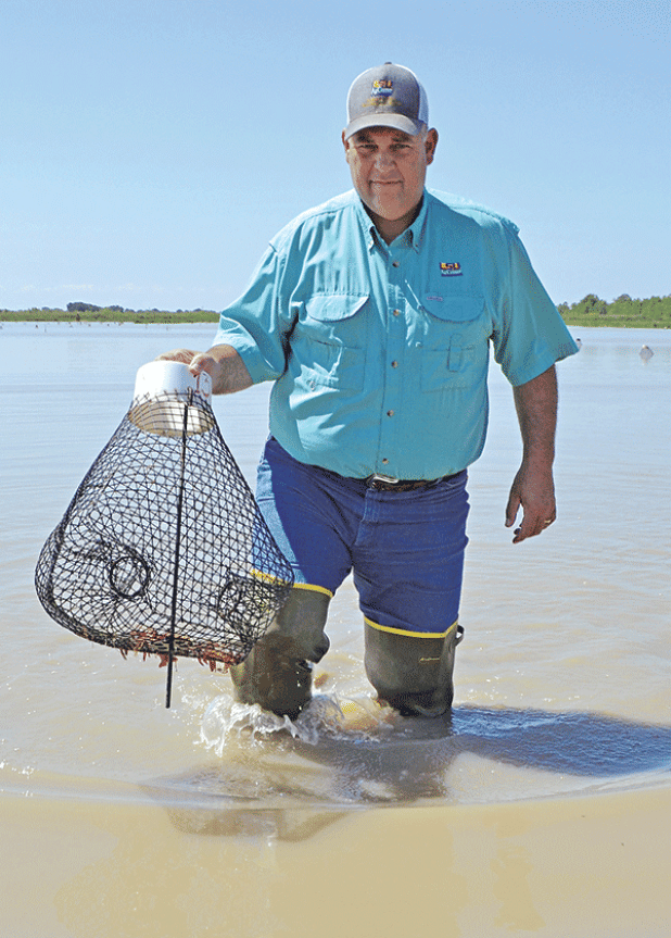 Todd Fontenot, the Louisiana State University AgCenter’s new crawfish agent, hauls in a crawfish trap at the Crowley Rice Research Station’s South Farm. (Photo by Claudette Olivier/Crowley Post Signal)