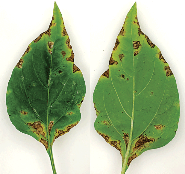 Irregular, water-soaked greasy, brown leaf spots on upper (right) and lower (left) leaf surfaces on bell pepper caused by bacterium Xanthomonas species. (Photo by Raj Singh/LSU AgCenter)