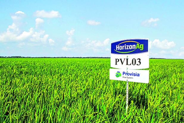 The 2025 Horizon Ag Field Day, scheduled for June 23 at Richard Farms in Kaplan, is the place to be for updates on the top rice varieties planted in Louisiana this season as well as new Provisia® lines expected to be available in 2026.