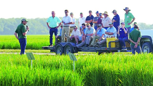 Field tours are a highlight of the LSU AgCenter H. Rouse Caffey Rice Research Station’s annual field day, which this year will be held June 24. (LSU AgCenter file photo)