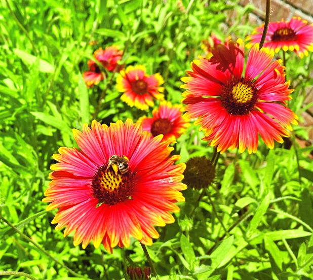 Bees collect pollen from blanket flowers. 