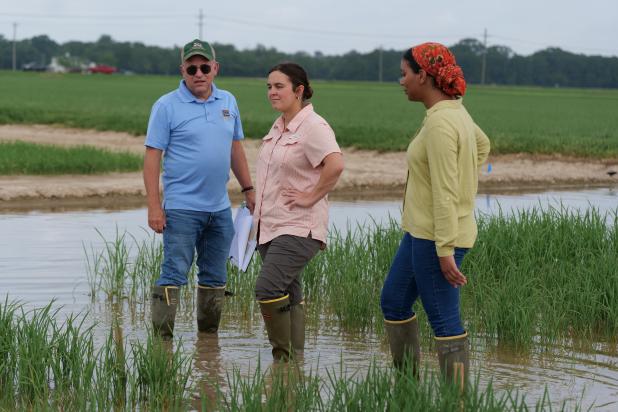 Mike Stout, Christine Gambino and Laila Santos look over a rice research plot at the H. Rouse Caffey Rice Research Station near Crowley. The three work in the LSU AgCenter’s Department of Entomology and are working on insect pest management strategies as part of the Climate Resilient Innovations for Sustainable Production for Rice project. Photo by Craig Gautreaux/LSU AgCenter 