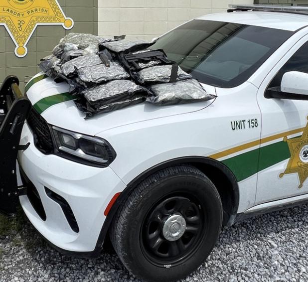 Seized marijuana on the hood of a St Landry Parish Sheriff’s patrol vehicle. (Photo courtesy of the St. Landry Parish Sheriff’s Office)   