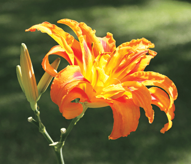Daylily