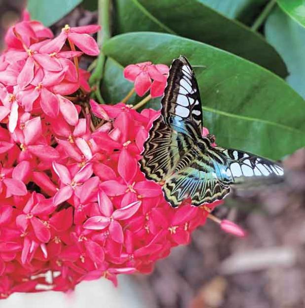 Ixora