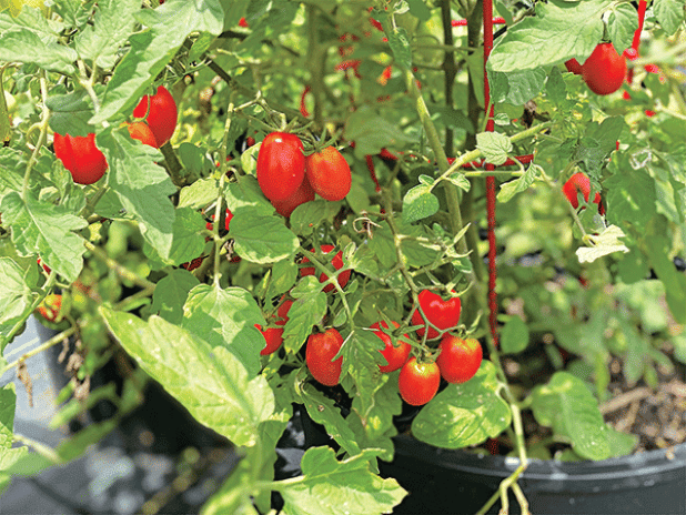Containers 10 gallons and larger are great for production of vegetables. 