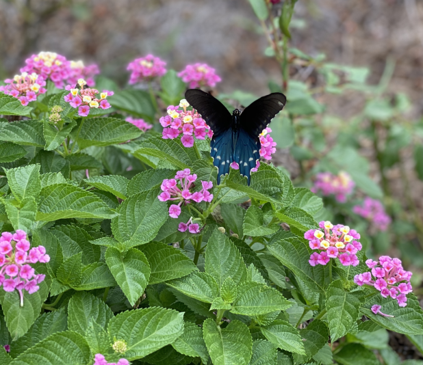 Pollinator gardens filled with colorful annual and perennial plants provide a burst of color to the landscape and a place for pollinating insects and other wildlife. (Photos by Heather Kirk-Ballard/LSU AgCenter)