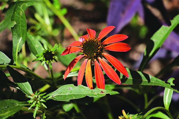 The purple coneflower (Echinacea purpurea) is a vibrant and hardy perennial that attracts bees and butterflies, making it a staple in any pollinator-friendly garden. (Photo by Harlan Kirgan)