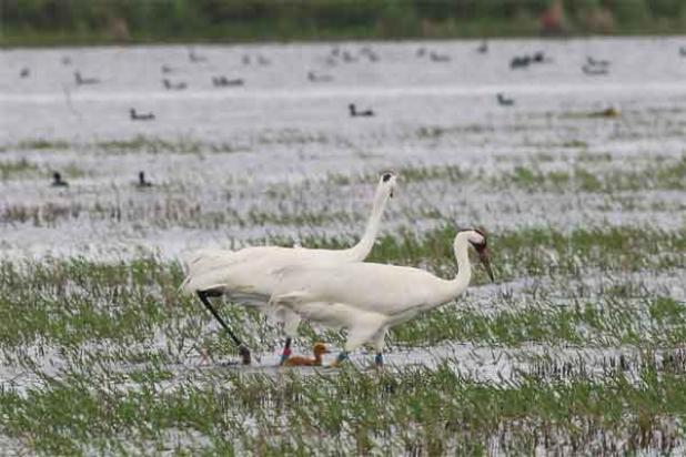 Whooping cranes