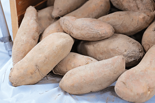 The LSU AgCenter’s new Avoyelles sweet potato variety features a lighter-colored skin and a creamy texture. It’s an early-maturing variety that offers root-knot nematode resistance. (Photo by Olivia McClure/LSU AgCenter)