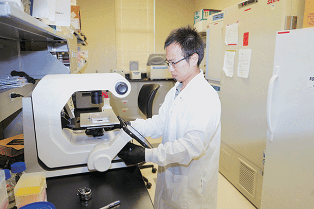 LSU AgCenter graduate assistant Qianglin Liu is looking at the development of fat cells in cattle and humans. (Photo by Johnny Morgan/LSU AgCenter) 