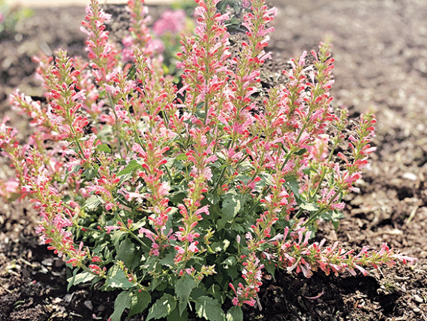 Betterbuzz Rosa agastache is absolutely covered in gorgeous blooms and a magnet for pollinators. (Photos by Heather Kirk-Ballard/LSU AgCenter)
