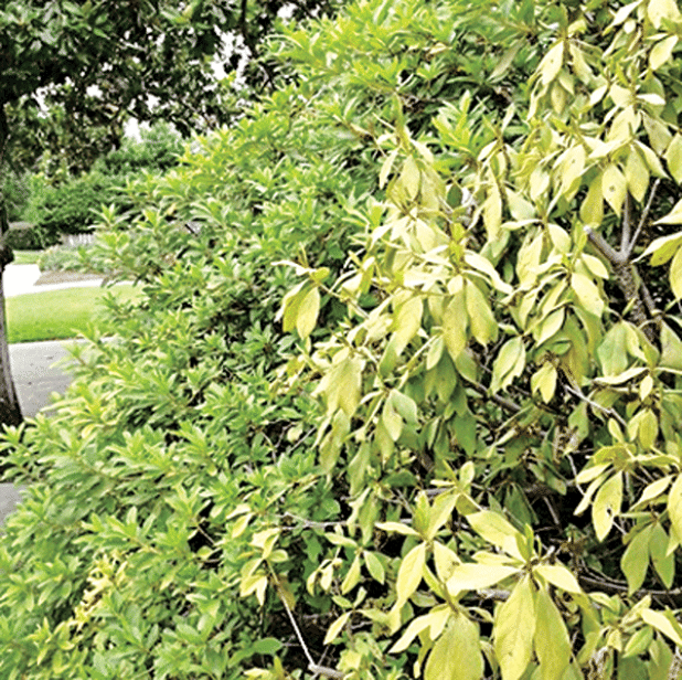 Drooping leaves on this azalea show symptoms of root rot. (Photo by Page Langlois/LSU AgCenter)