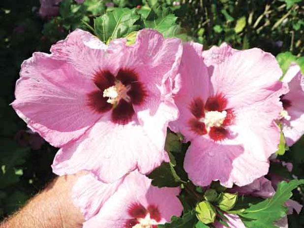 Aphrodite althea 
