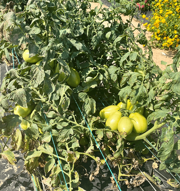 Scout plants several times a week to stay ahead of heavy insect infestations. 