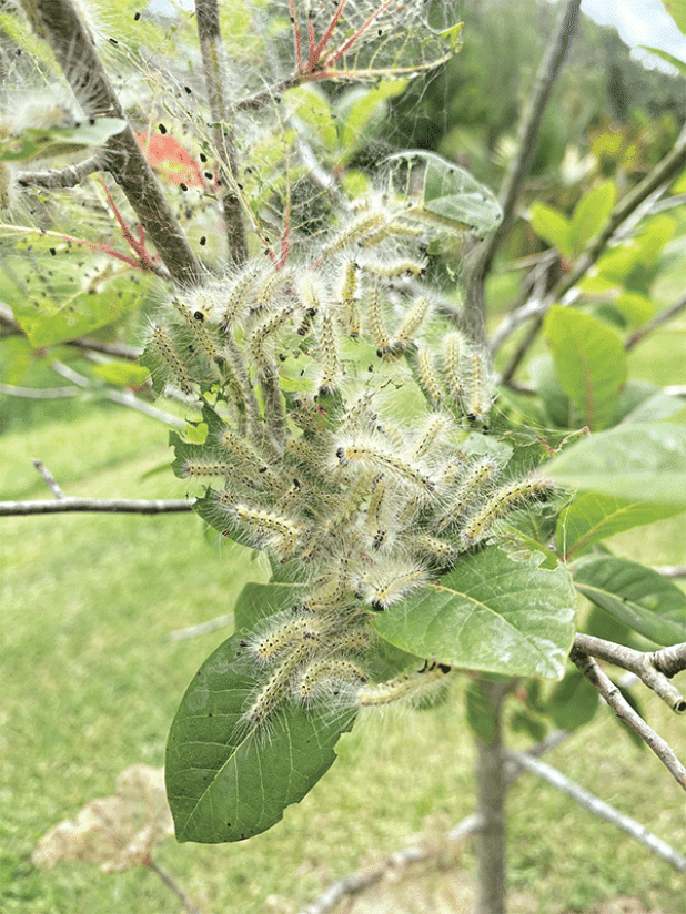 Fall webworms make webbed areas at the ends of tree branches and form an aggregation there, where they feed on the foliage. Photo by Heather Kirk-Ballard/LSU AgCenter
