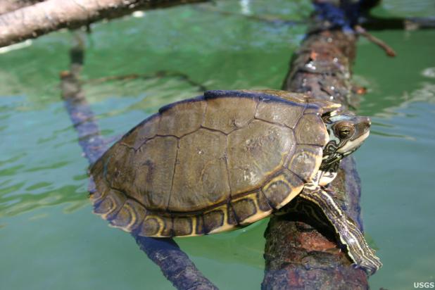 The Pearl River map turtle has been designated a threatened species by the U.S. Fish and Wildlife Service. (Cris Hagen, University of Georgia, Savannah River Ecology Laboratory/Courtesy of U.S. Geological Survey)