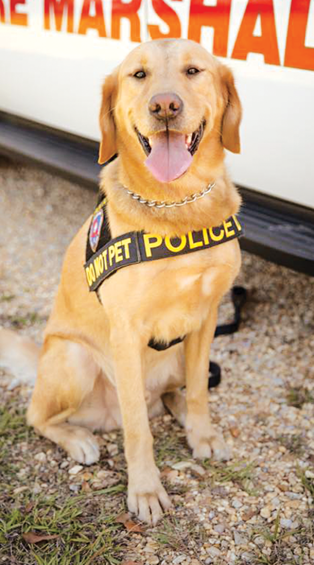 Monty, the retired State Fire Marshal K-9, dies. (Submitted photo)